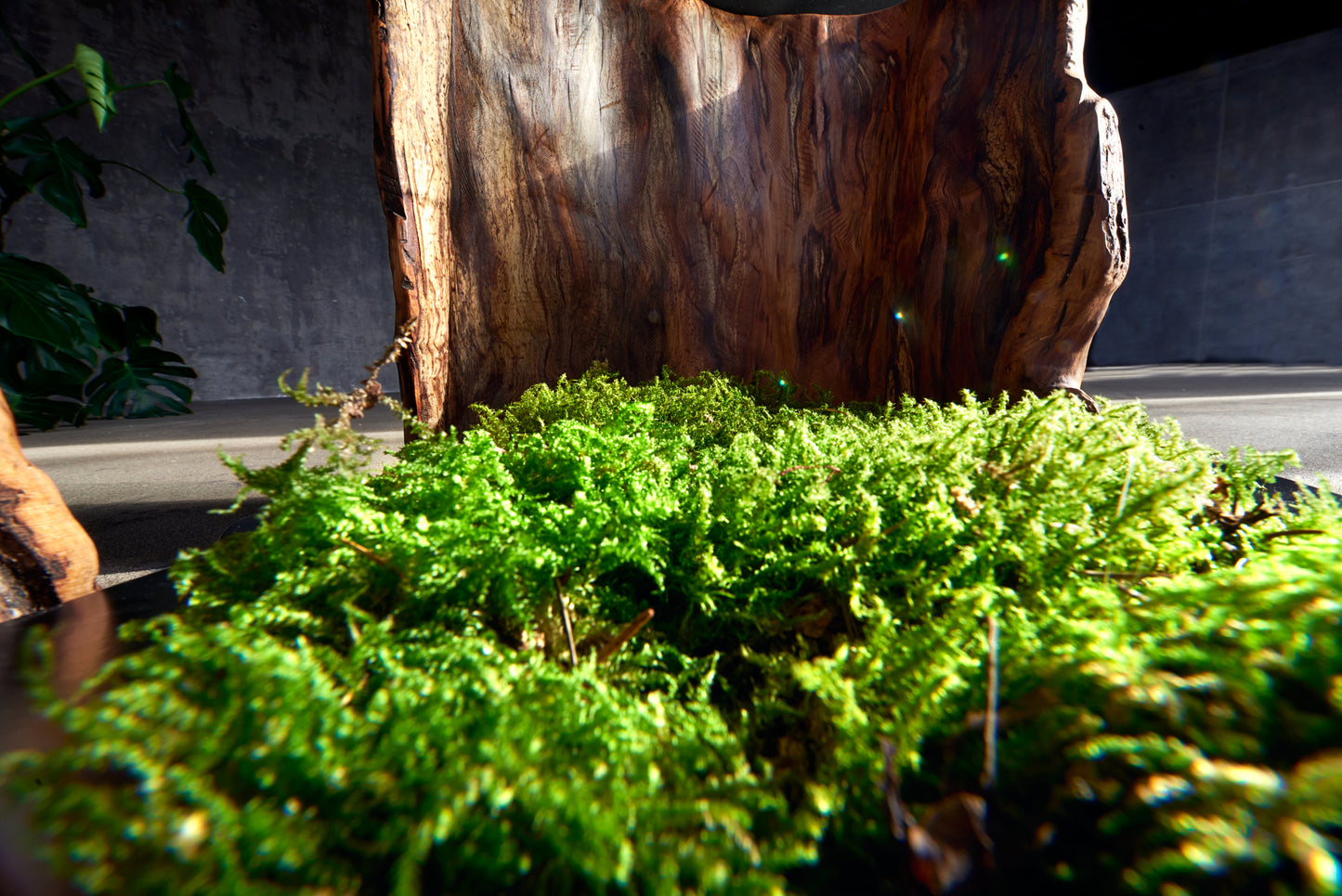 Staliukas „Oazė“